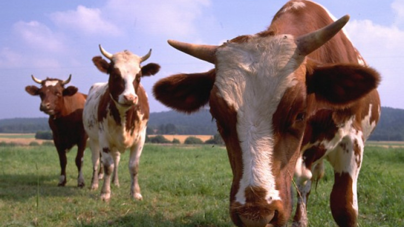 Bakıdan icarəyə maşın götürüb Şəkidə mal-qara oğurladılar - FOTO/VİDEO