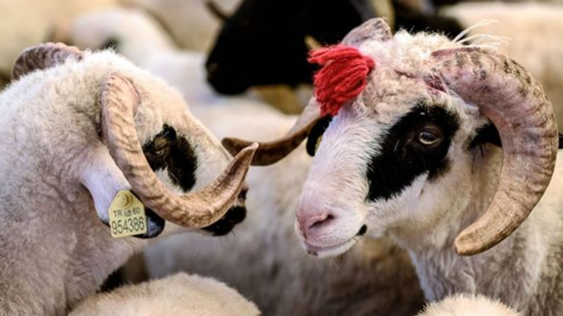 Qurbanlıq heyvanları kəsmək üçün şərtlər açıqlandı Qurbanlıq heyvanları kəsmək üçün şərtlər açıqlandı