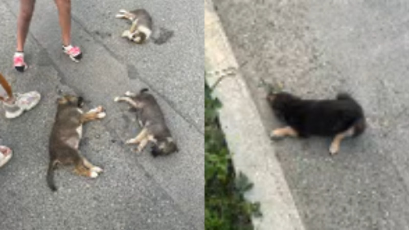 Bakıda sürücü itlərin üstündən keçdi - Həssas VİDEO