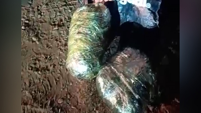 Abşeronda qadın 3 kq narkotiklə tutulub - VİDEO Abşeronda qadın 3 kq narkotiklə tutulub - VİDEO