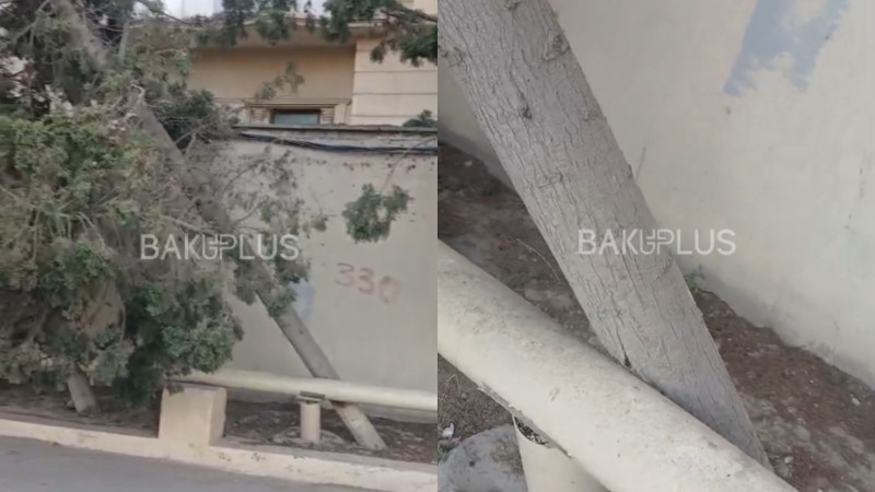 Qırılan ağac təhlükə saçır, qurumlar isə susur - VİDEO