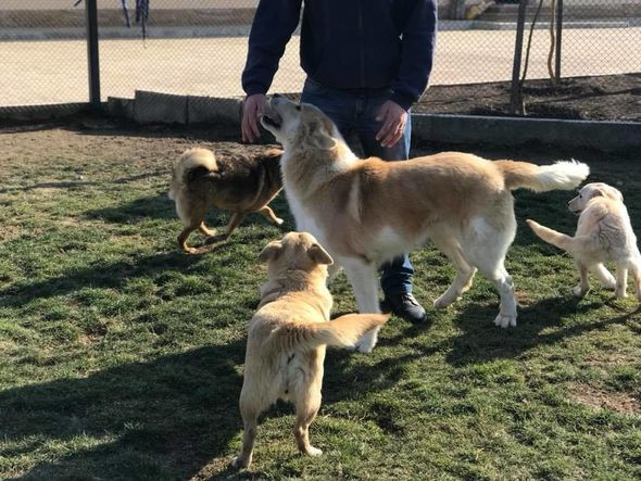 Bakıda heyvan sığınacağında dava: Könüllü qadın döyüldü Bakıda heyvan sığınacağında dava: Könüllü qadın döyüldü
