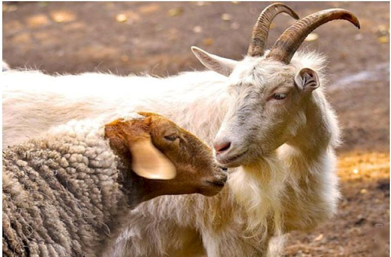 Bakıda qoyunların sayı azalıb Bakıda qoyunların sayı azalıb