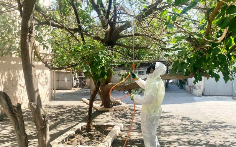 Bakıda tut ağaclarını qurd basıb Bakıda tut ağaclarını qurd basıb
