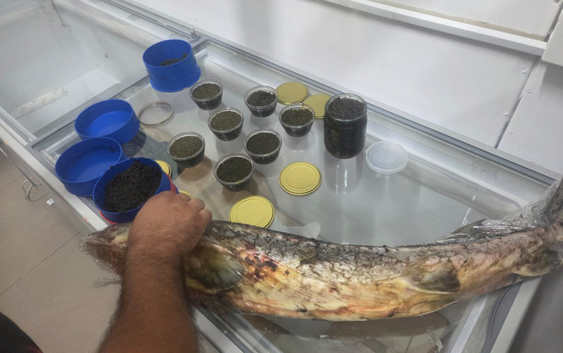 Qanunsuz nərə balığı və kürüsü satan şəxslərlə bağlı reydlər davam edir