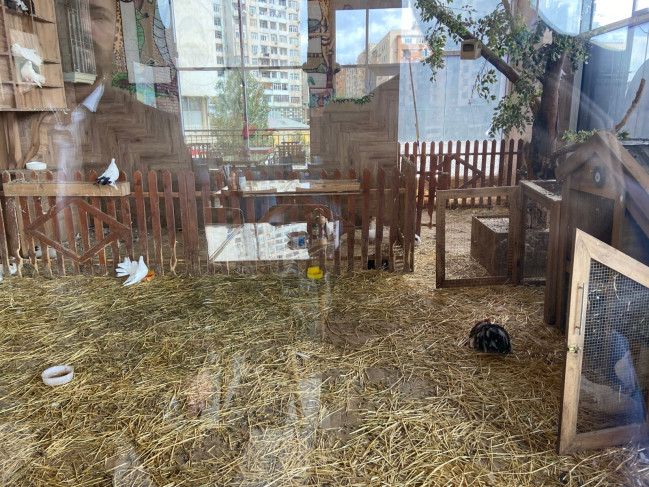 Koloritdə heyvanlar qanunsuz saxlanırmış