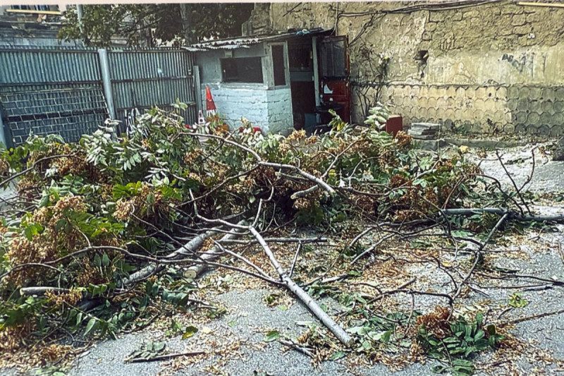 Bakıda ağacların kəsilməsi faktı üzrə 4 nəfər saxlanılıb