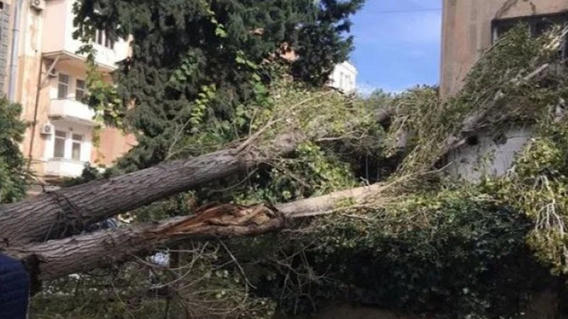 Bakıda ağacı aşdı - 3 nəfər xəsarət aldı Bakıda ağacı aşdı - 3 nəfər xəsarət aldı