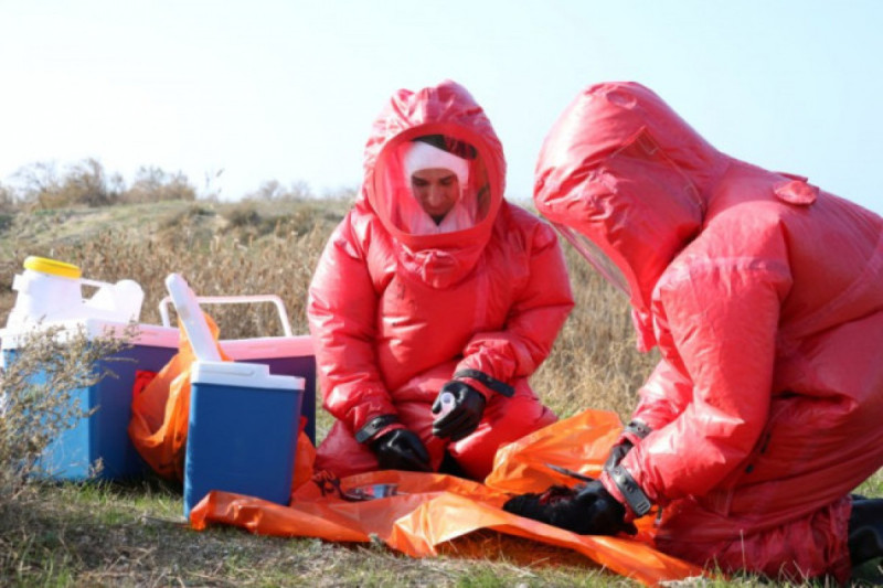 Azərbaycanda quş qripinə yoluxma aşkarlanmayıb