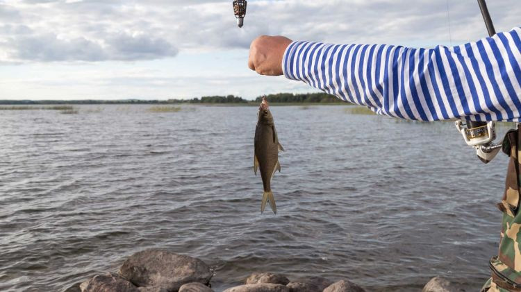 Balıq ovu üçün kvota təsdiqlənib