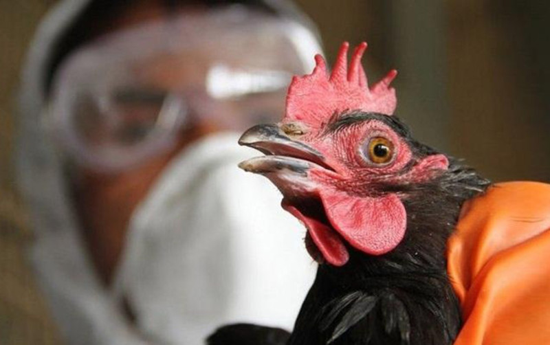 Bakıda Nyukasl xəstəliyi var?