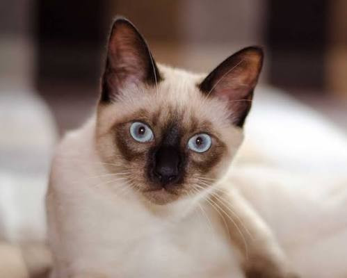 Kişi arvadını pişiyə görə döydü