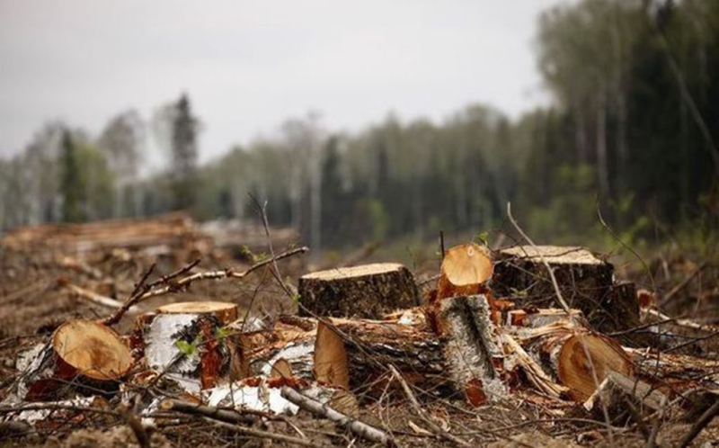 Təbiətə 1 həftədə 63 minlik ziyan vurdular