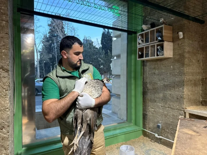 Bakıda xidmət obyektində qanunsuz saxlanılan vəhşi heyvanlar xilas edilib