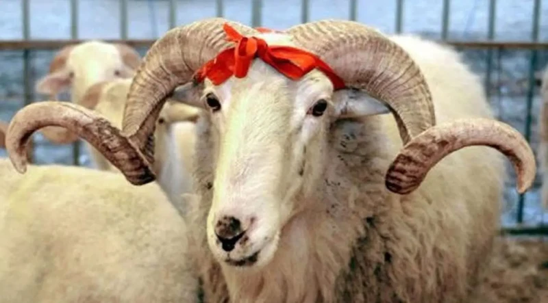 Azərbaycanda qurbanlıq heyvanların satışı və kəsimi məntəqələri - ÜNVANLAR