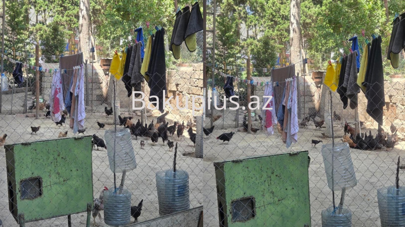 Bakıda sakinlər 50 toyuq saxlayan qonşudan ŞİKAYƏTÇİDİR