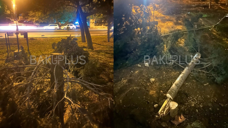 Sakinlər haqlı çıxdı: ağaclar qanunsuz kəsilibmiş...