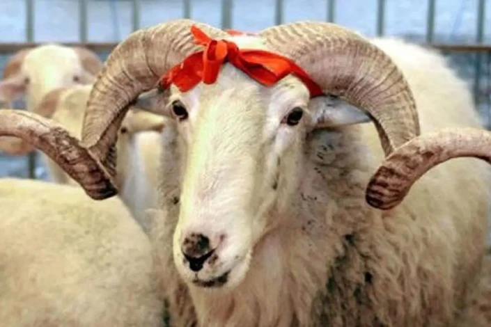 Azərbaycanda qurbanlıq heyvanların satışı və kəsimi məntəqələri - ÜNVANLAR