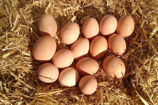 Kənd yumurtası 10 qəpik BAHALAŞDI