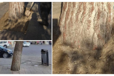 Bakıda ağacın dibi daş döşəmədən təmizlənib