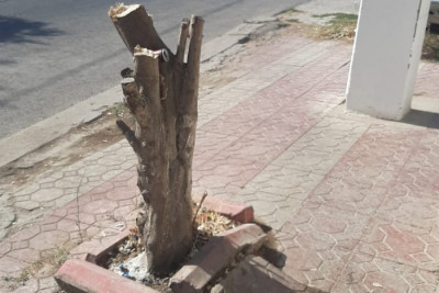 Binəqədidə ağacların kəsilməsi ilə bağlı materiallar prokurorluğa göndərilib