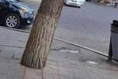 Etibar Bəkirov küçəsində ağacların dibi asfalt örtüyündən təmizlənib