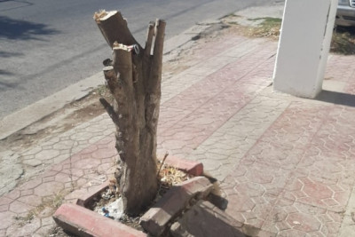 Binəqədi rayonunda ağacların kəsimi ilə bağlı araşdırma aparılıb