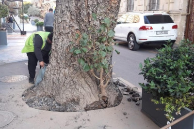 Nəsimidə ağac qurumaqdan xilas olunub