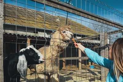 Bakı Zooparkının yenidənqurma işləri tamamlanıb