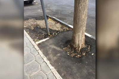Bakıda daha bir ərazidə ağacların dibi asfaltlanıb