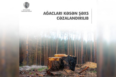 Nərimanov rayonunda ağacları qanunsuz kəsən şəxs cərimələnib