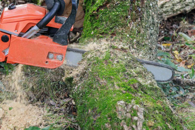 Ötən gün axşam saatlarında Bakıda 30 illik şam ağacı kəsilib