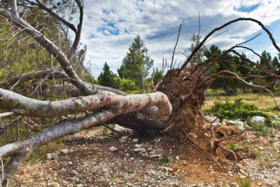 Bakıda sovet dövründən qalan parkda ağaclar quruyur