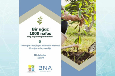 Bakıda ödənişsiz ağac tingləri paylanacaq