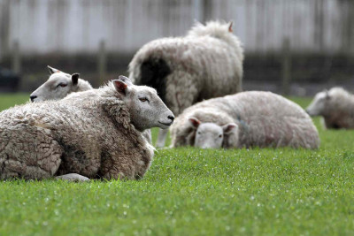 Xəzər rayonunda qoyun oğrusu saxlanılıb