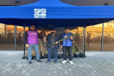 Bakıda ağac tinglərinin paylanılması davam edir