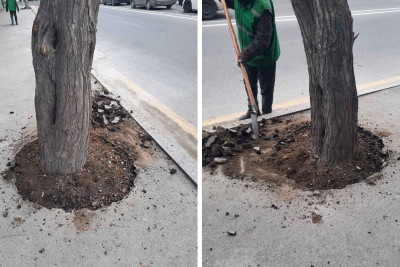 Binəqədi rayonunda asfalt olunmuş ağacın dibi təmizlənib