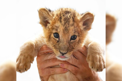 Bakı zooparkında doğulan şir balası Nalanın iki ayı tamam olub