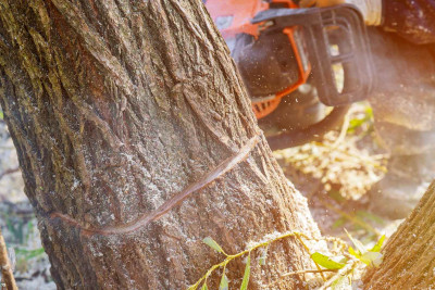 Nərimanov rayonu ərazisində qanunsuz olaraq ağaclar kəsilib