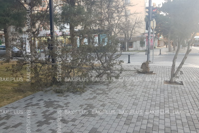“Qara Qarayev” metro stansiyasının yaxınlığında ağac aşıb