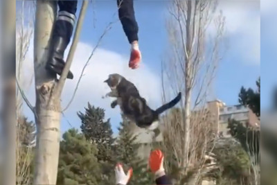 Nərimanov: Fövqəladə Hallar Nazirliyinin işçiləri köməksiz pişiyə yardım ediblər