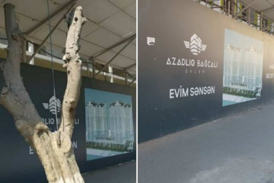 Bakıda kəsilən ağacın yerinə yenisi əkilib