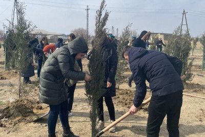 Balaxanı qəsəbəsi ərazisində ağacəkmə aksiyası keçirilib