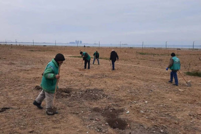 Qaradağ rayonunda ağacəkmə aksiyası keçiriləcək