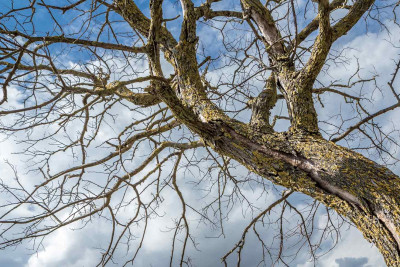 Nərimanov rayonunda Yaşıllaşdırma Təsərrüfatı Birliyinin sahə rəisi cəzalandırılıb