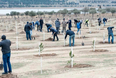 Xocəsən qəsəbəsində ağacəkmə kampaniyası keçirilib
