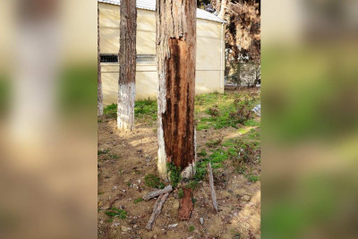 Bakıda şam ağaclarının bir sıra növləri qurumağa başlayıb