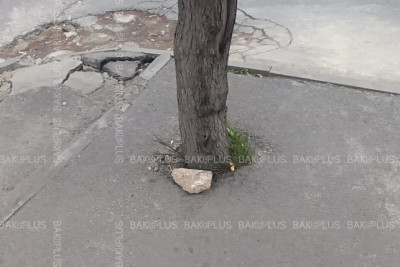 Bakıda daha bir küçədə ağacların dibi asfaltlanıb