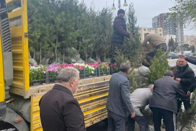 Nəsimi rayonunda ağacəkmə kampaniyası təşkil olunub