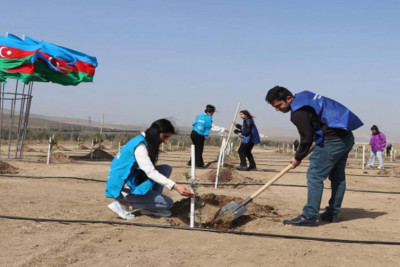 Bakıda kütləvi ağacəkmə kampaniyasına başlanılıb
